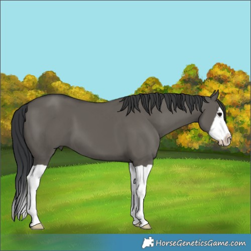 Horse Color:Grullo Splash