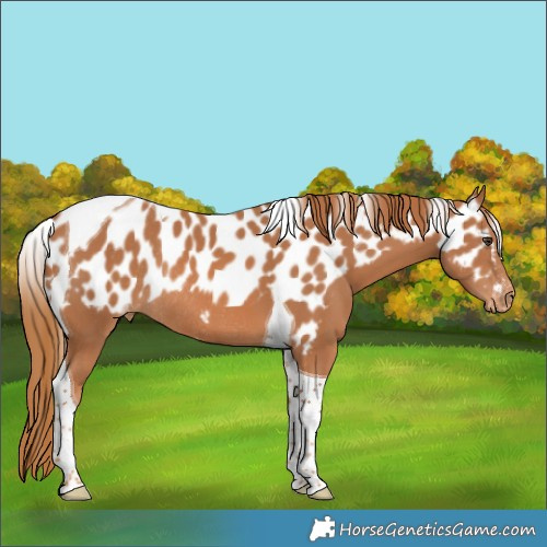 Horse Color:Unknown 