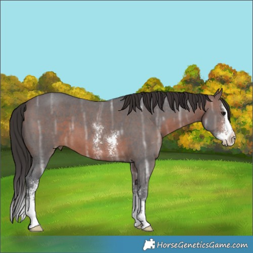 Horse Color:Unknown 