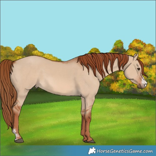 Horse Color:Unknown 