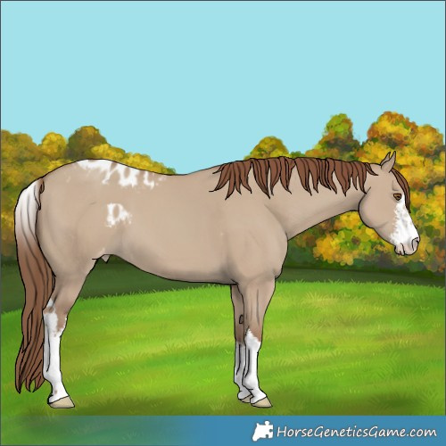 Horse Color:Unknown 