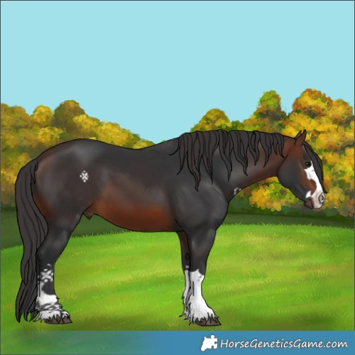 Horse Color:Unknown 