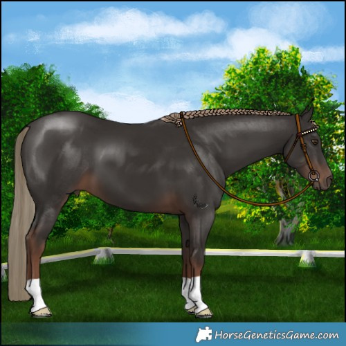 Horse Color:Liver Chestnut
