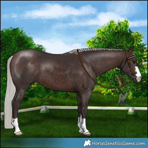 Horse Color:Silver Bay