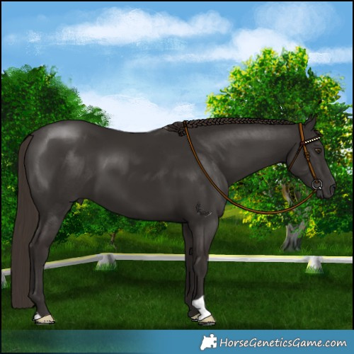 Horse Color:Liver Chestnut 