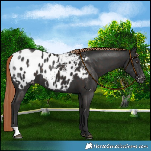 Horse Color:Liver Chestnut Blanket 