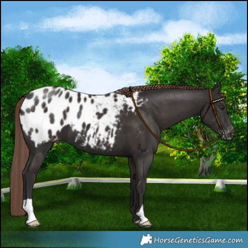 Horse Color:Liver Chestnut Blanket