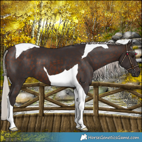 Horse Color:Silver Brown Tobiano 