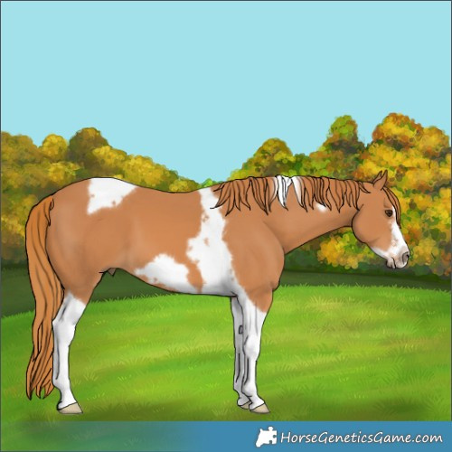 Horse Color:Chestnut Tobiano Frame 