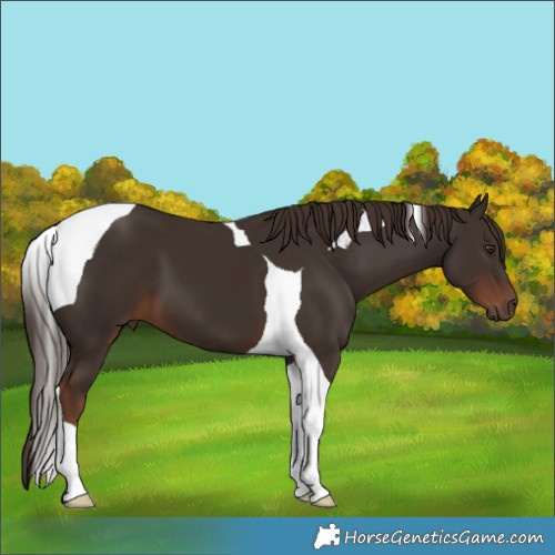 Horse Color:Liver Chestnut Tobiano 