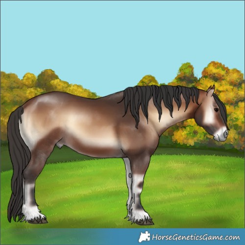 Horse Color:Brown Onyx Rabicano