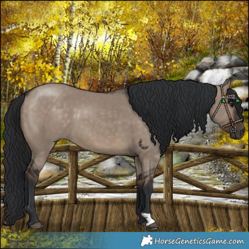 Horse Color:Brown Dun 