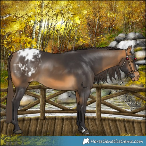 Horse Color:Buckskin Blanket 
