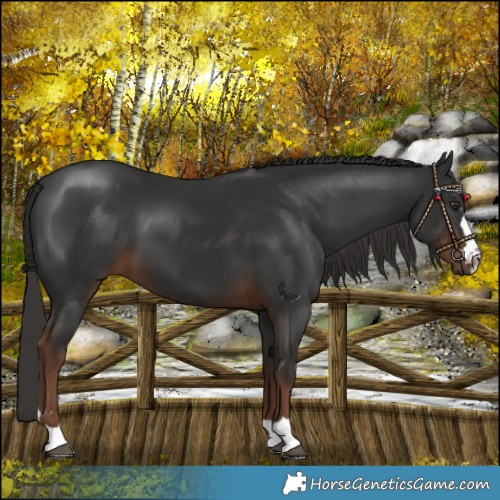Horse Color:Liver Chestnut