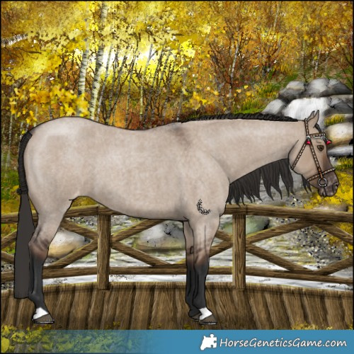 Horse Color:Liver Red Dun Roan Varnish 