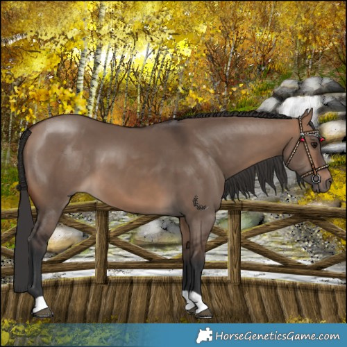 Horse Color:Bay Dun 
