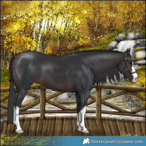 Horse Color:White Spotted Brown