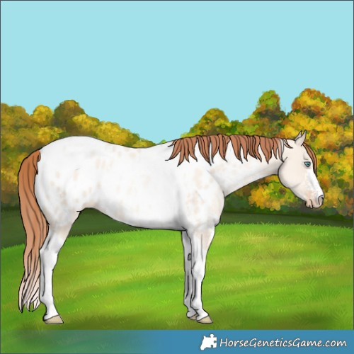 Horse Color:Sable Champagne Pearl Dun Sabino Tobiano Near Leopard Rabicano 