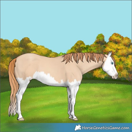 Horse Color:Gold Champagne Dun Splash 