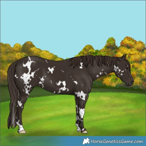 Horse Color:White Spotted Liver Chestnut