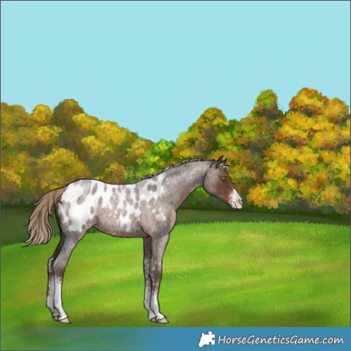 Horse Color:Liver Red Roan Sabino Blanket 
