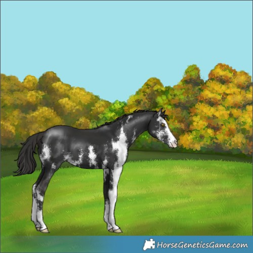 Horse Color:Liver Chestnut Sabino 