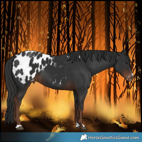 Horse Color:Liver Chestnut Blanket 