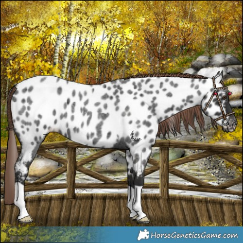 Horse Color:Liver Red Roan Near Leopard