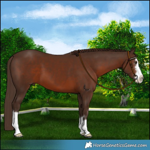 Horse Color:Liver Chestnut