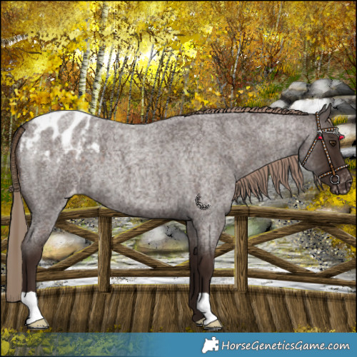 Horse Color:Liver Red Roan Blanket