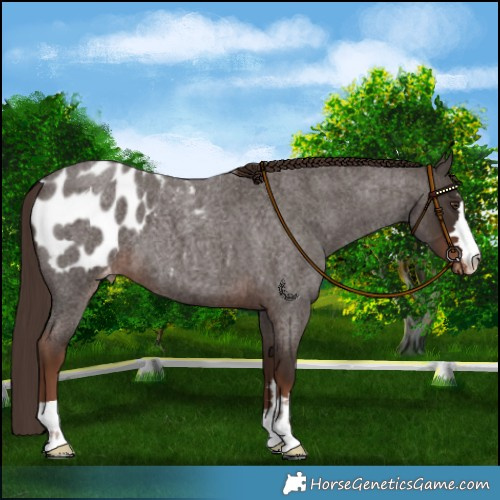 Horse Color:Liver Red Roan Blanket 