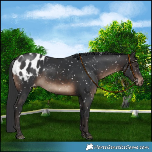 Horse Color:Brown Blanket