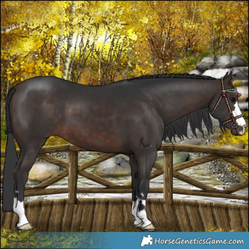 Horse Color:Brown 