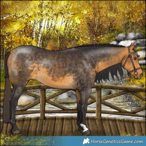 Horse Color:Buckskin 