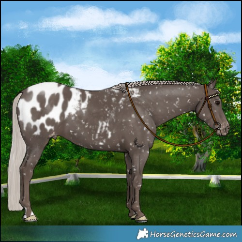 Horse Color:Silver Black Blanket 