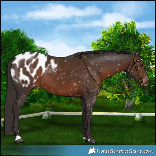Horse Color:Liver Chestnut Blanket