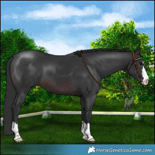 Horse Color:Brown 