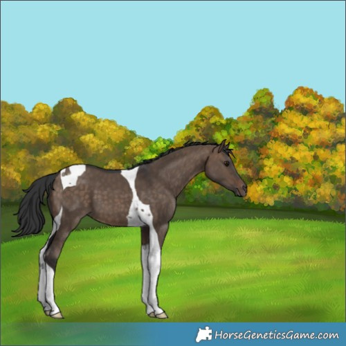 Horse Color:Brown Dun Tobiano 