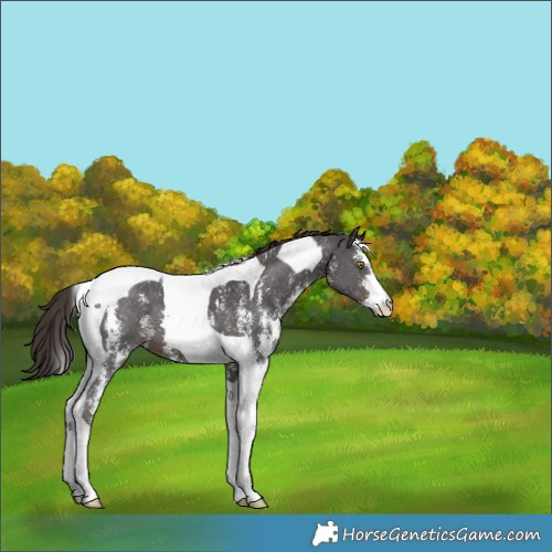 Horse Color:Liver Chestnut Sabino Tobiano 