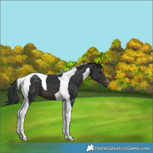 Horse Color:Brown Tobiano