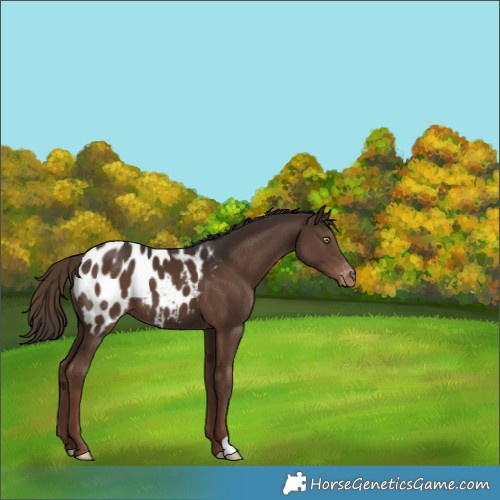 Horse Color:Liver Chestnut Blanket 