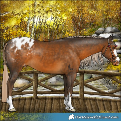 Horse Color:Chocolate Palomino Blanket 