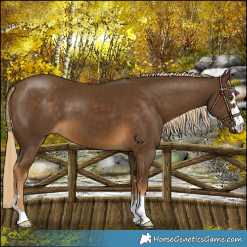 Horse Color:Chocolate Palomino 