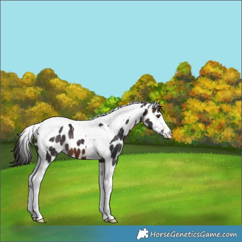 Horse Color:Brown Tobiano Leopard 