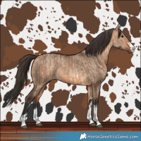 Horse Color:Bay Dun  and Bay Dun 