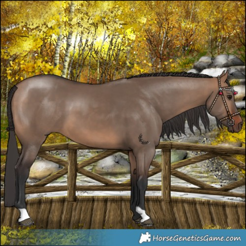 Horse Color:Bay Dun 