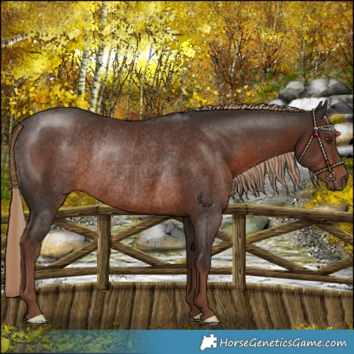 Horse Color:Liver Chestnut Rabicano