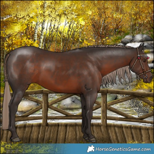 Horse Color:Liver Chestnut