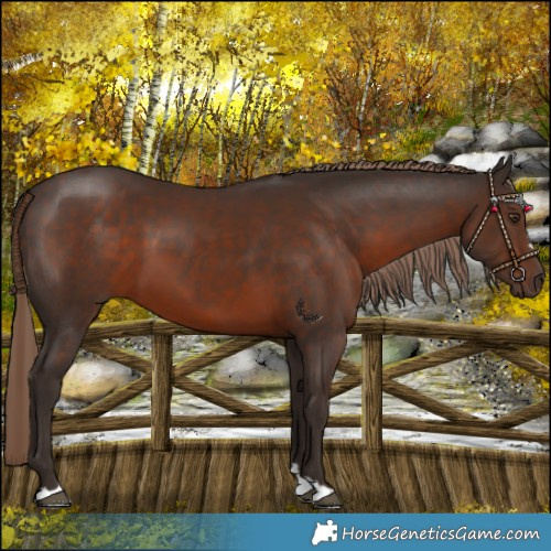 Horse Color:Liver Chestnut