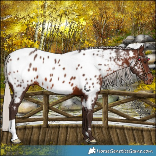 Horse Color:Silver Brown Near Leopard 